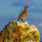 Buteo Iniciativas ambientales - Perdiz Atalaya