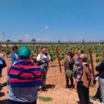 Buteo Iniciativas ambientales - Ruta Viñedo