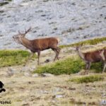 Rutas en 4x4: Berrea del ciervo