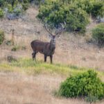 Rutas en 4x4: Berrea del ciervo