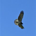 Rutas en 4x4 para observación de fauna