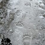 Rutas de rastreo de fauna