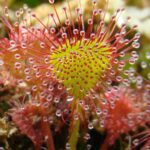 Rutas en 4x4 para observación de fauna