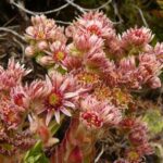 Rutas en 4x4 para observación de fauna