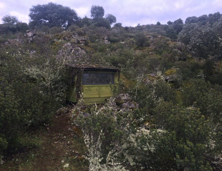 Fotografía de "grandes águilas y aves carroñeras"