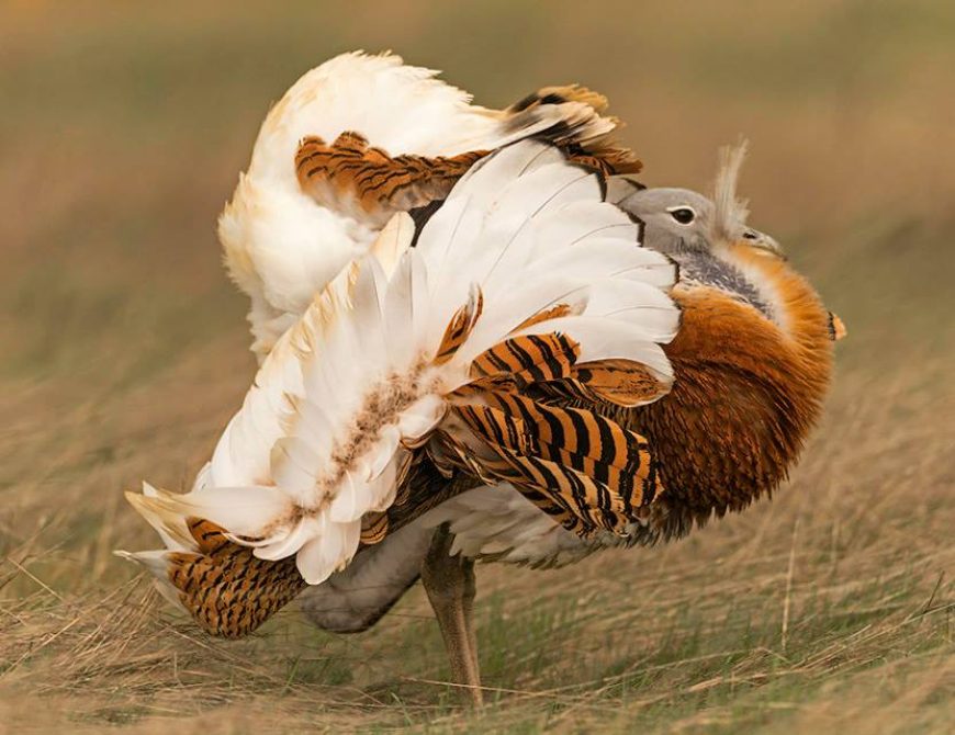 Fotografía la "rueda de las avutardas"