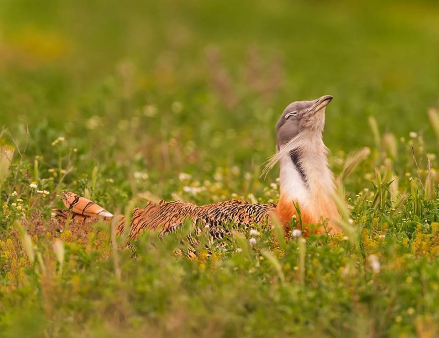 Fotografía la "rueda de las avutardas"