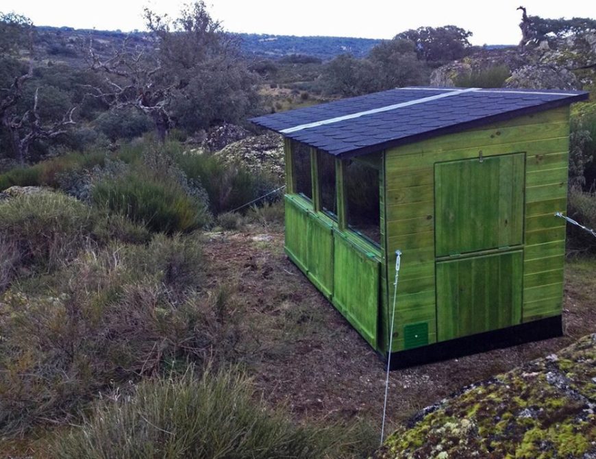 Fotografía de "grandes águilas y aves carroñeras"