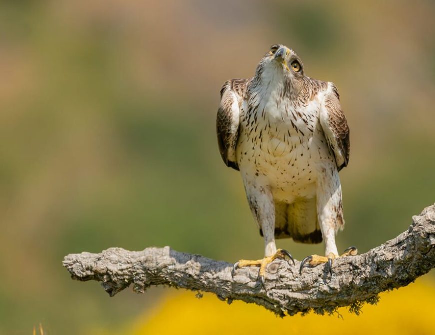 Fotografía de "grandes águilas y aves carroñeras"