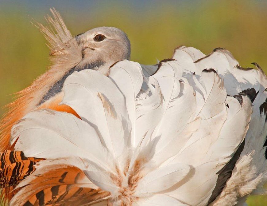 Fotografía la "rueda de las avutardas"