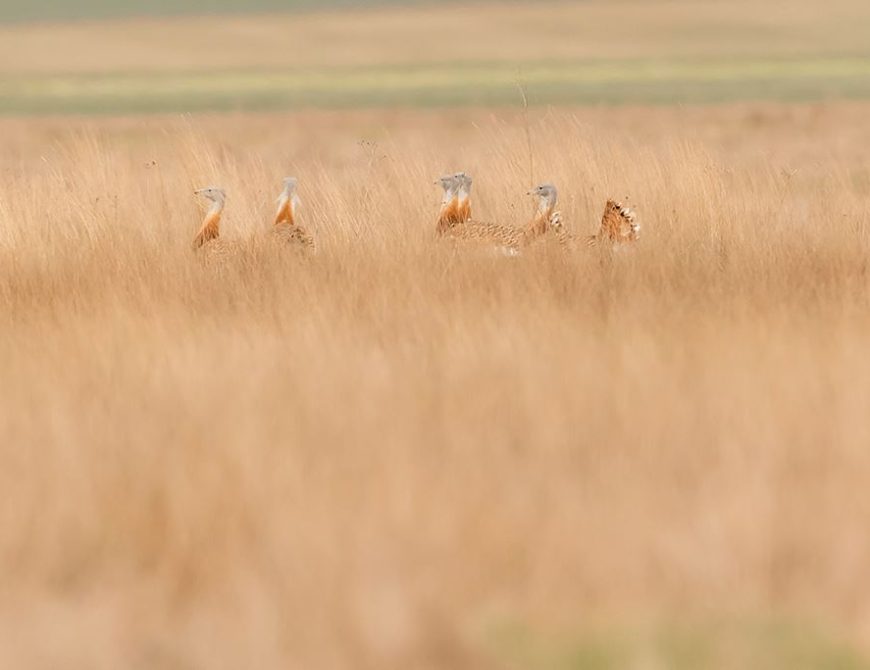 Fotografía la "rueda de las avutardas"