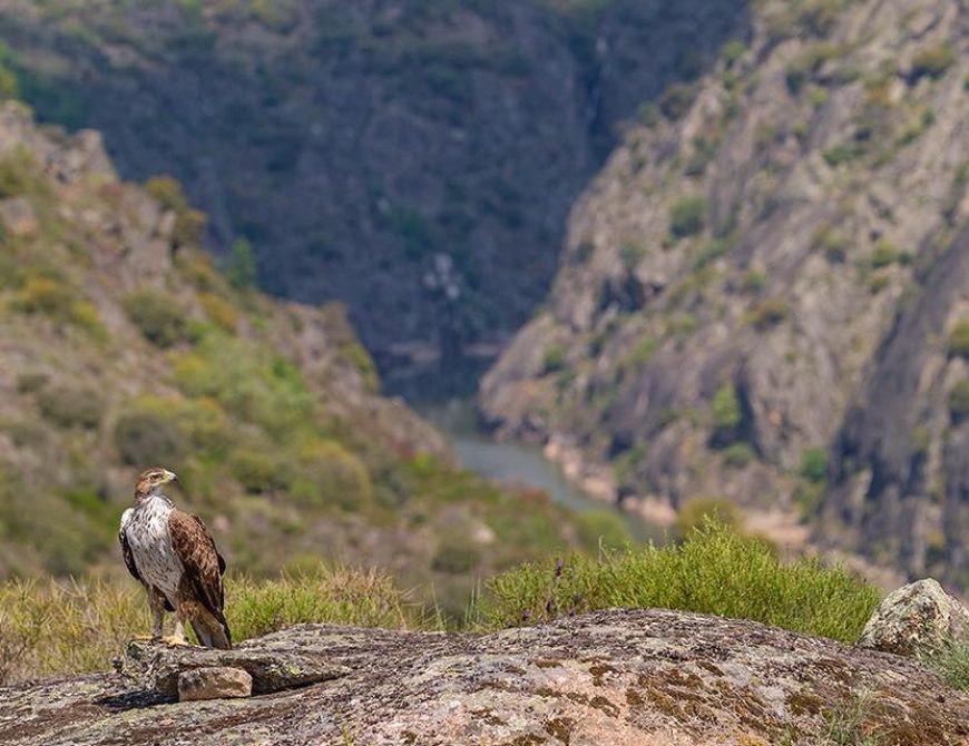 Fotografía de "grandes águilas y aves carroñeras"