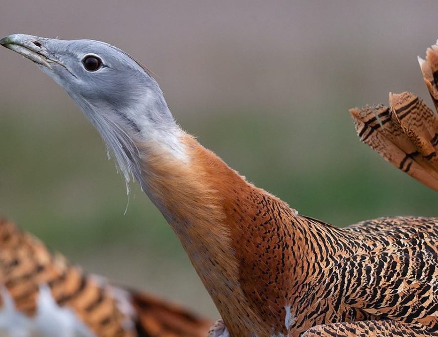 Fotografía la "rueda de las avutardas"