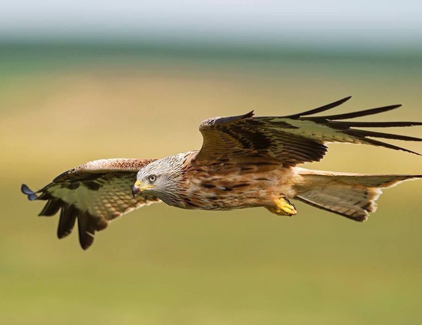 Fotografía de "grandes águilas y aves carroñeras"
