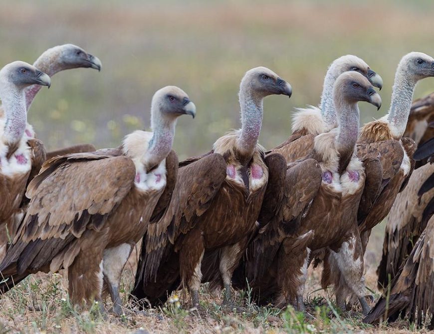 Fotografía de "grandes águilas y aves carroñeras"