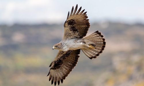 Fotografía de "grandes águilas y aves carroñeras"