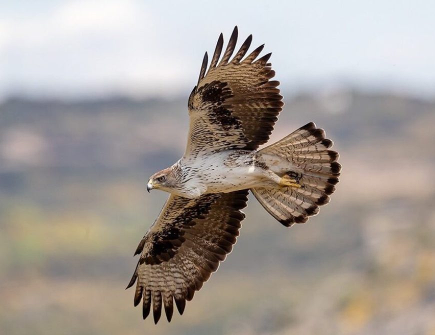 Fotografía de "grandes águilas y aves carroñeras"