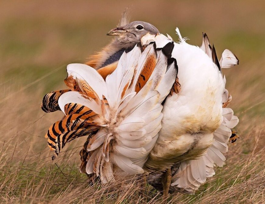 Fotografía la "rueda de las avutardas"