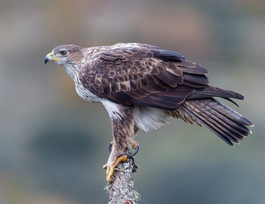 Fotografía de "grandes águilas y aves carroñeras"