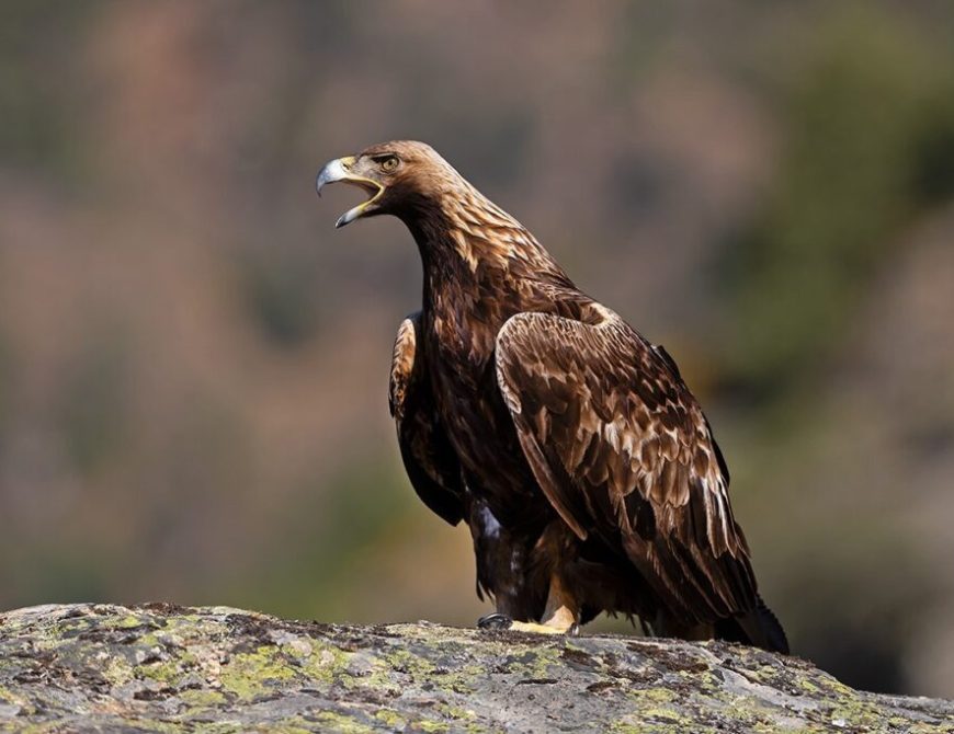 Fotografía de "grandes águilas y aves carroñeras"