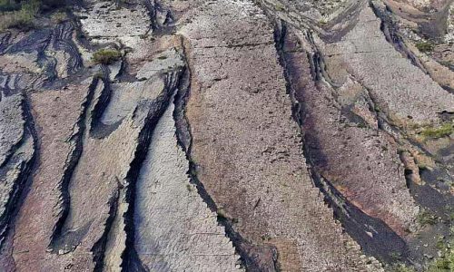 Baños de bosque - Shinrin yoku