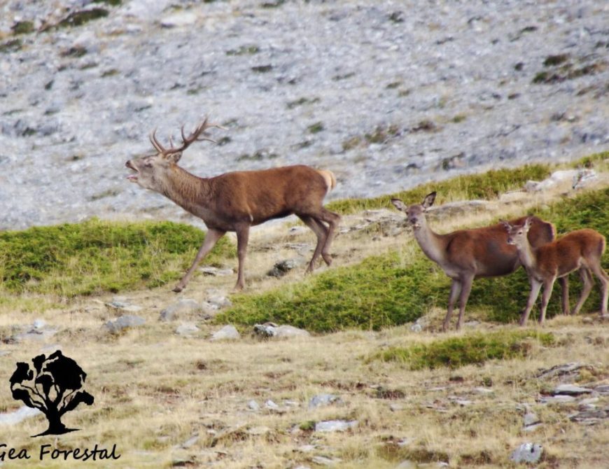Rutas en 4x4: Berrea del ciervo