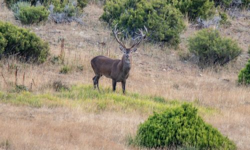 Rutas en 4×4: Berrea del ciervo Rutas en 4x4: Berrea del ciervo