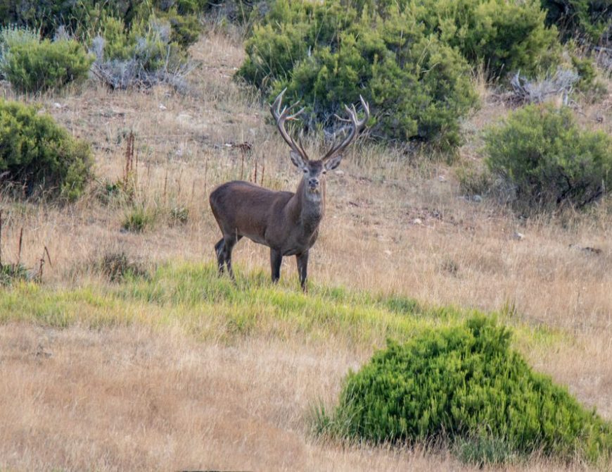 Rutas en 4x4: Berrea del ciervo