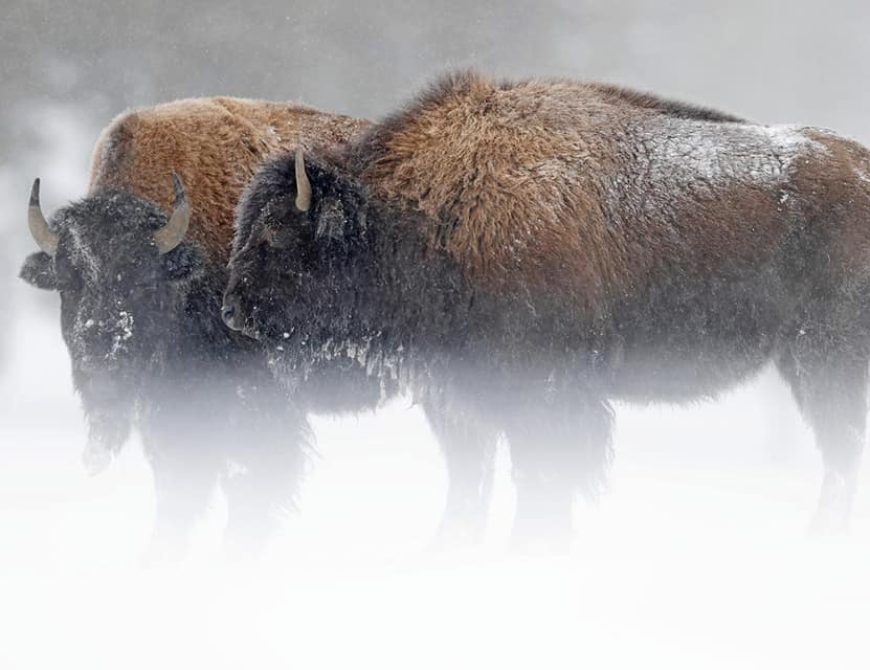 Bisontes (A. Liebana)