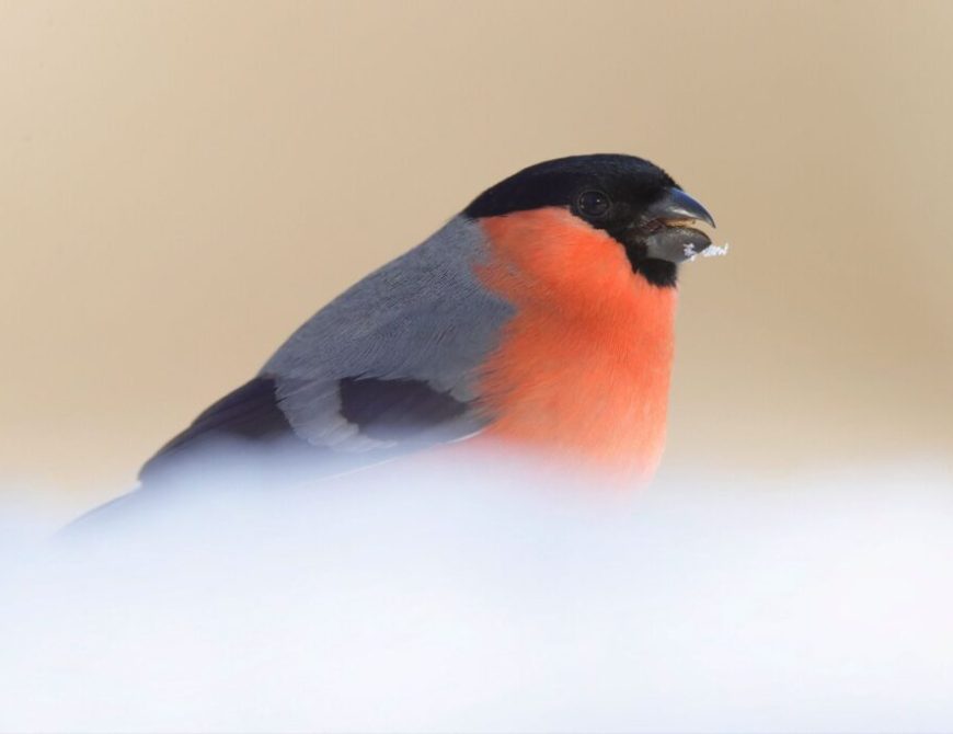 Camachuelo (A. Liébana)