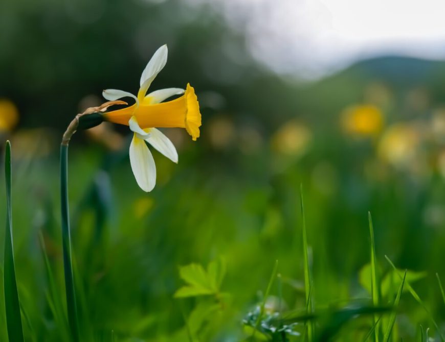 Capilote (E. Puerta)