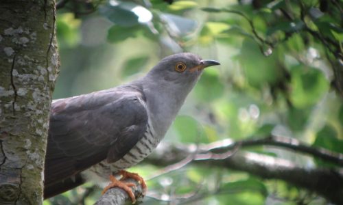 Aves y Vino en el Norte de Burgos Aves y Vino en el Norte de Burgos