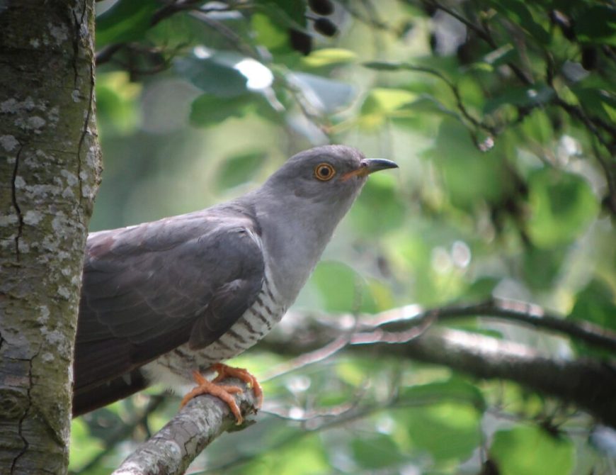 Aves y Vino en el Norte de Burgos
