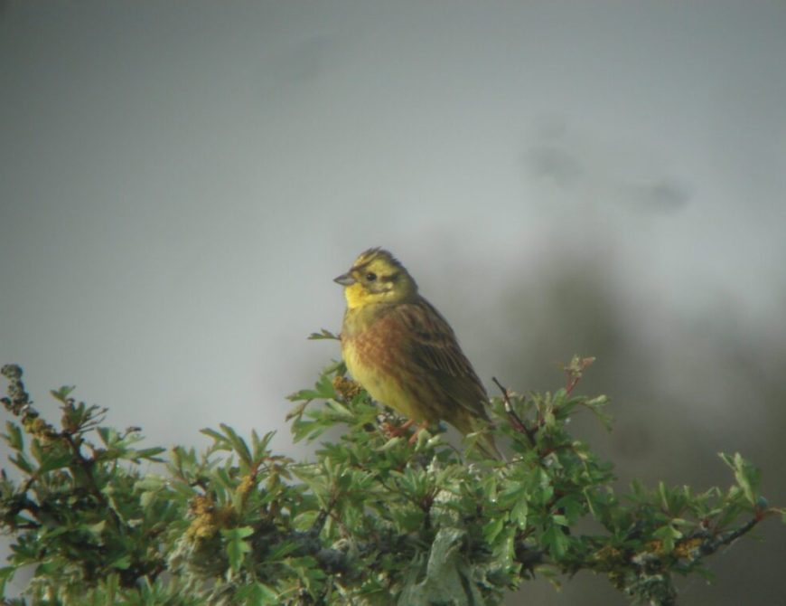 Descubriendo el norte de Burgos