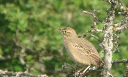 Senderismo y Observación de Aves
