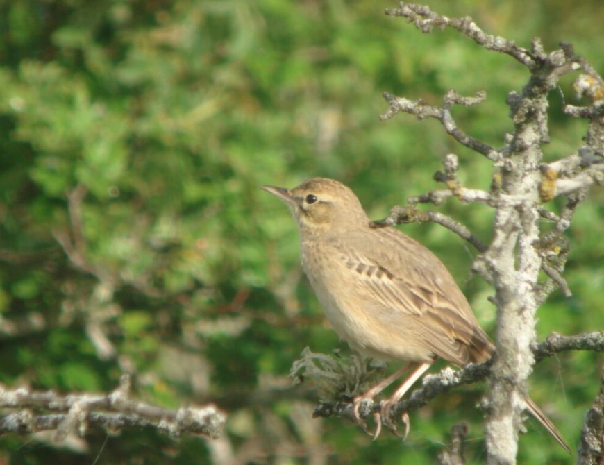 Senderismo y Observación de Aves