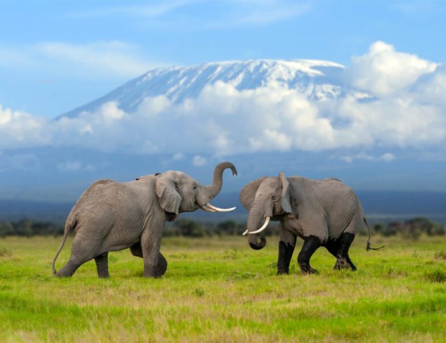 Elefantes (A. Liébana)