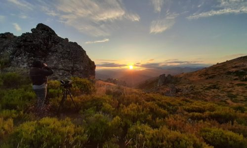Baños de bosque - Shinrin yoku