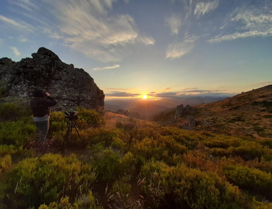 Baños de bosque - Shinrin yoku