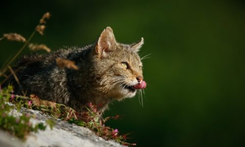 Gato montés (P. Lora) WILDWATCHING