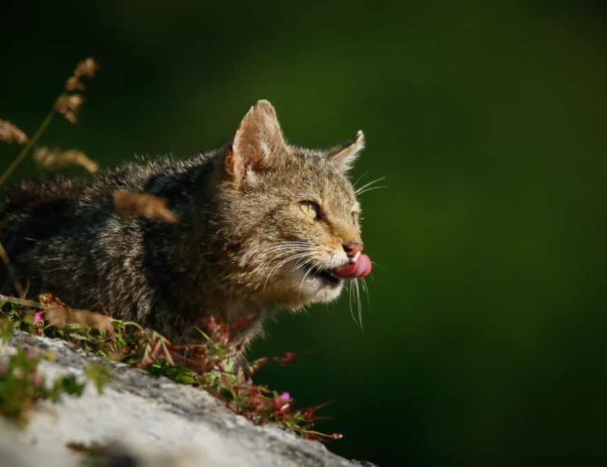 Gato montés (P. Lora) WILDWATCHING
