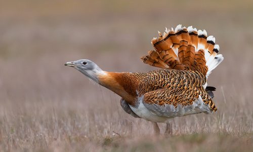 Fotografía la "rueda de las avutardas"
