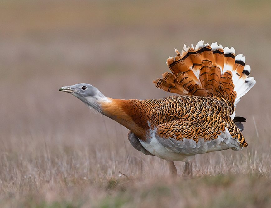 Fotografía la "rueda de las avutardas"