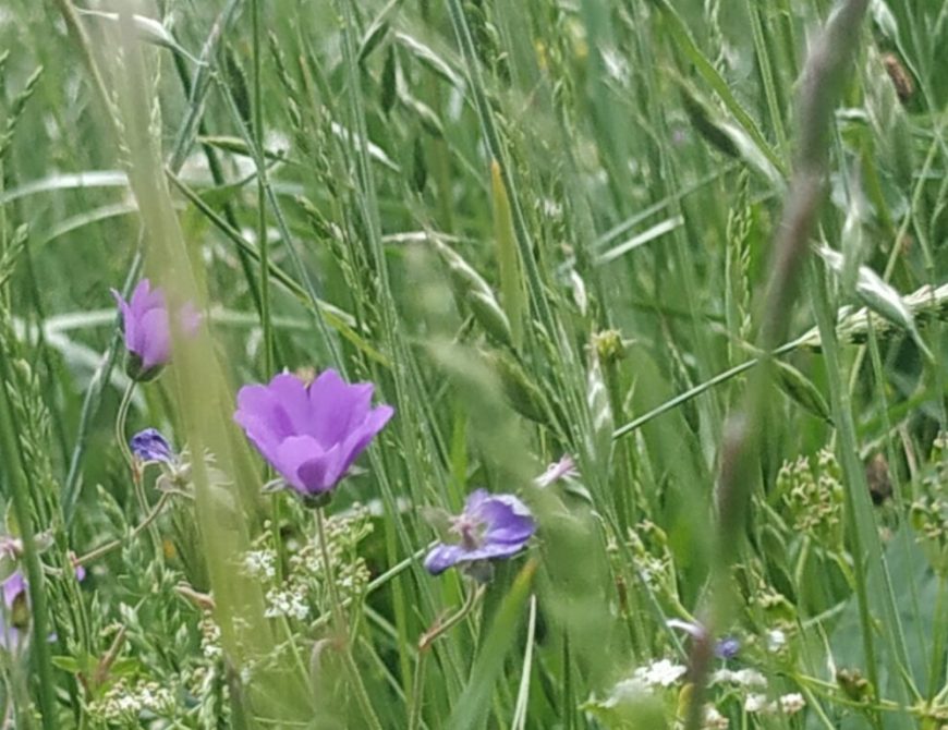 Hotel Ecologico Las Encinas 5