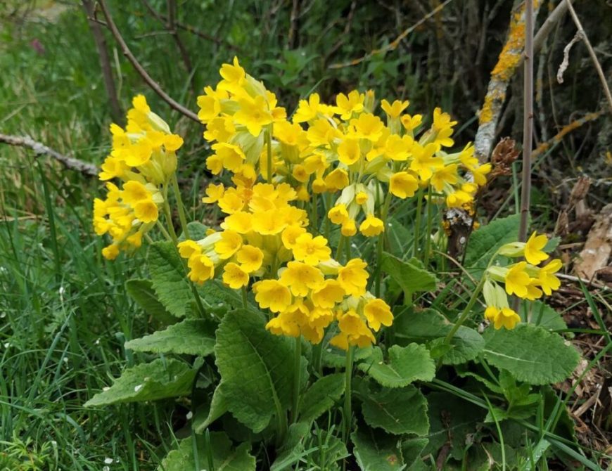 Hotel Ecologico Las Encinas 9