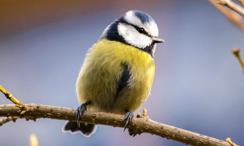 Hotel Ecologico Las Encinas hotel ecologico las encinas