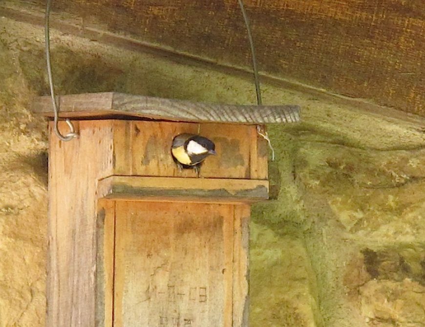 Aves y Vino en el Norte de Burgos