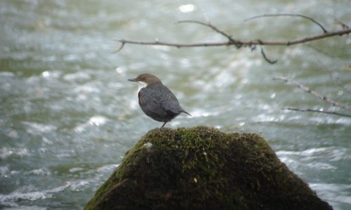 Descubriendo el norte de Burgos