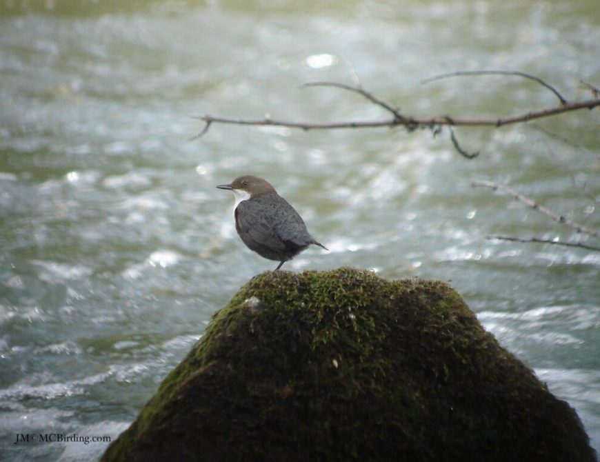 Descubriendo el norte de Burgos