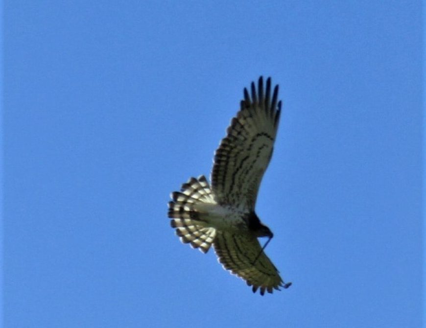 Rutas en 4x4 para observación de fauna